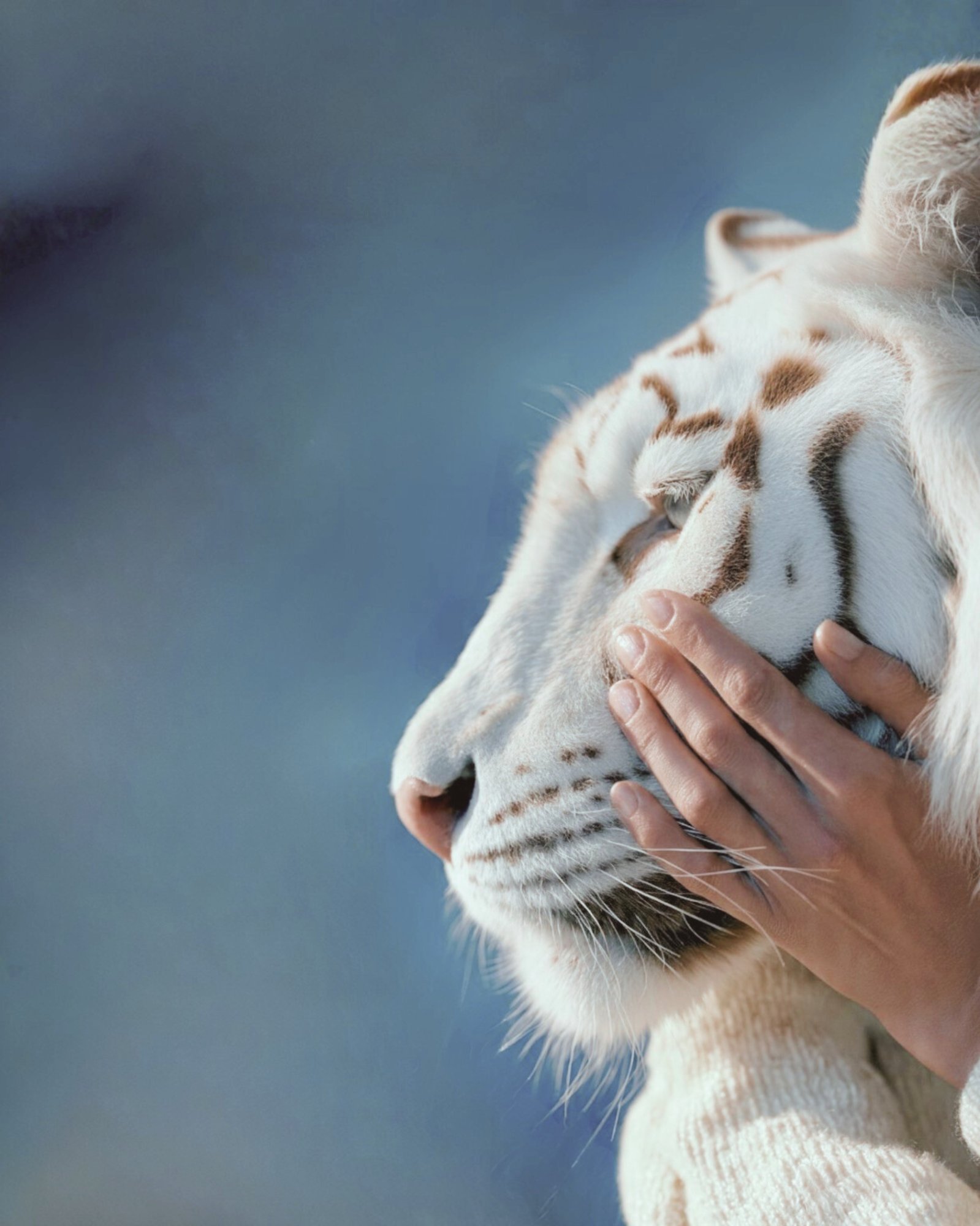 Coaching de vie Bruxelles — Flow Force Coaching, le tigre intérieur